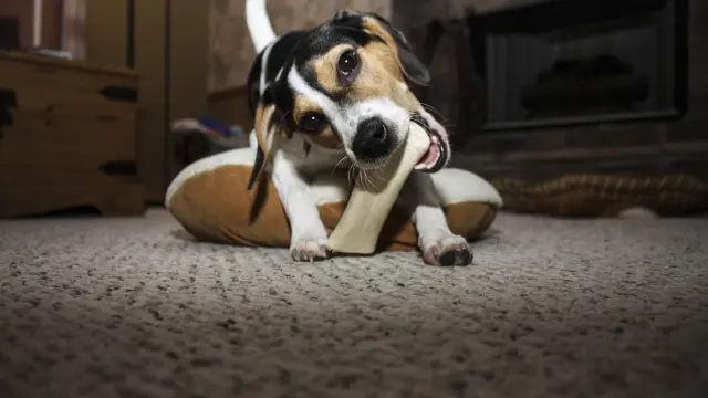 Un perro mordiendo un hueso
