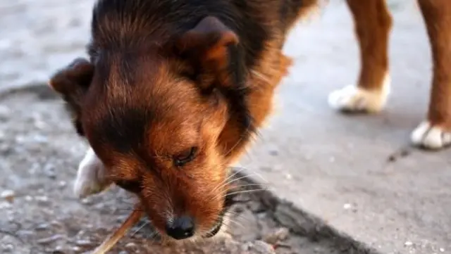 Un perro come un hueso
