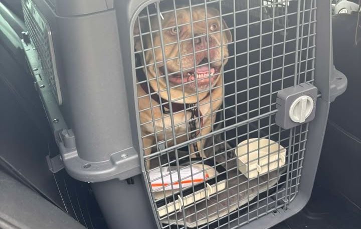 Chien Pako accueilli par le refuge Veeweyde