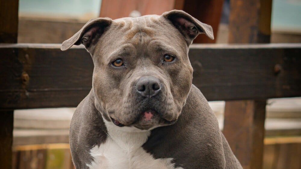 Chien abandonné dans un taxi à Bruxelles