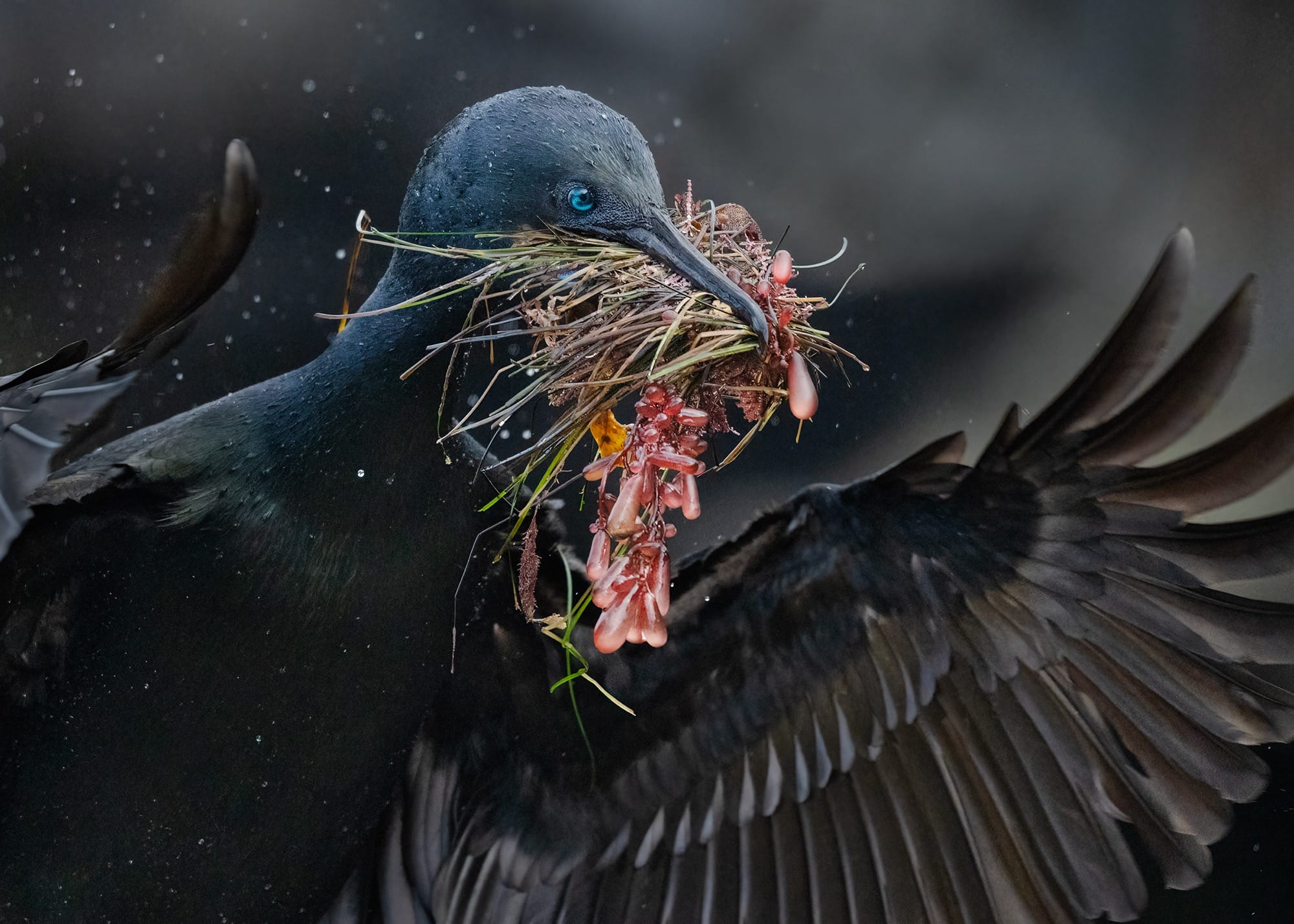 cormoran de Brandt ailes déployées et varech