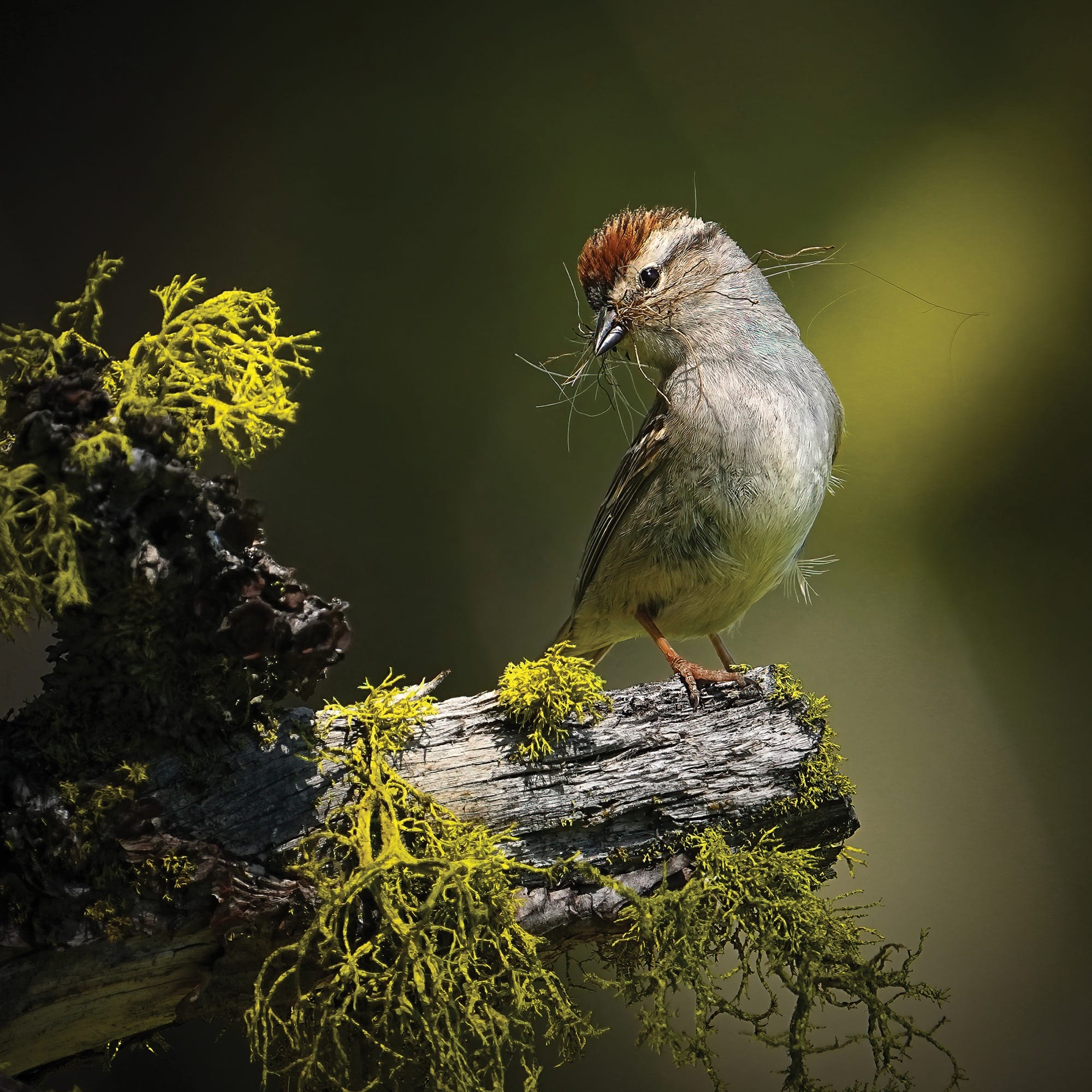 bruant posé sur une branche couverte de lichen