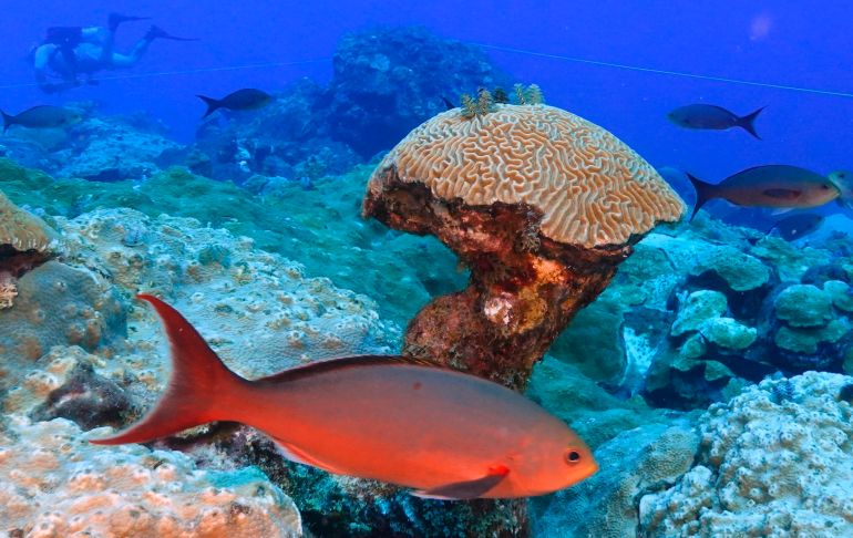 Poissons autour d’un corail en profondeur au Flower Garden Banks National Marine Sanctuary dans le golfe du Mexique