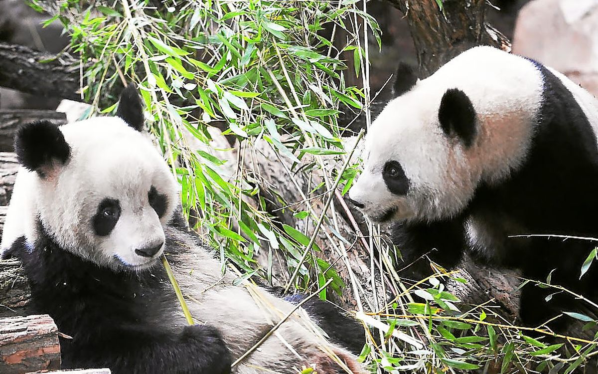 Pandas Huan Huan et Yuan Zi à Beauval