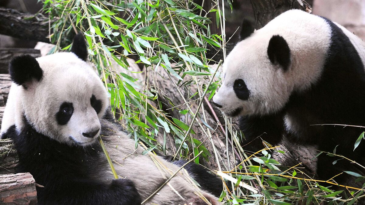 Pandas Huan Huan et Yuan Zi dans leur enclos Beauval