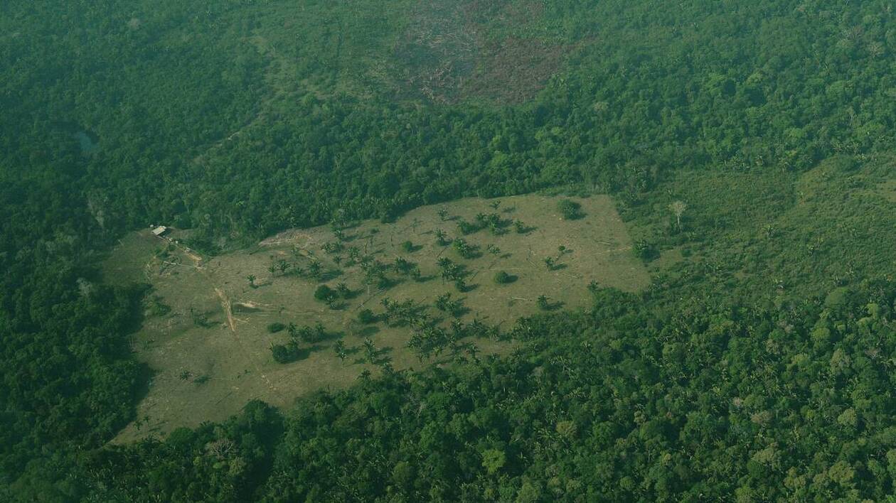 Vue aérienne forêt et chaînes d'approvisionnement