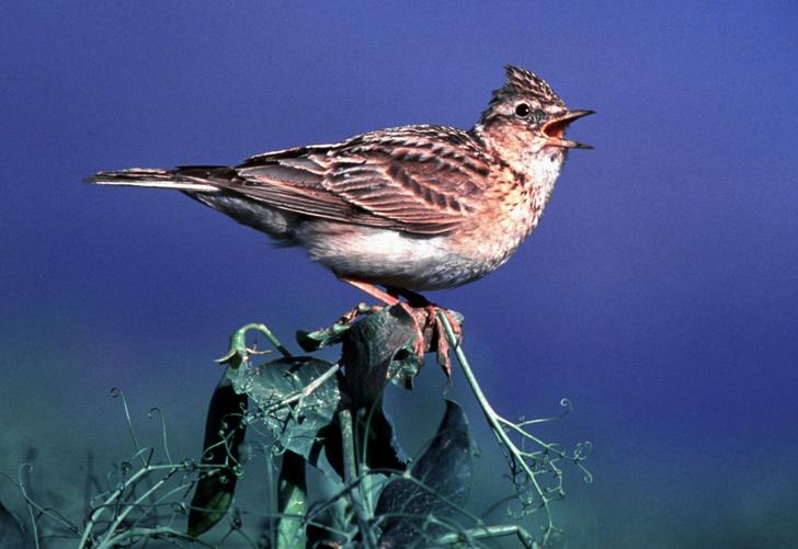Filets de chasse au sol pour alouettes