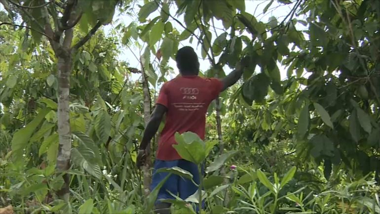 Production de cacao en Côte d’Ivoire