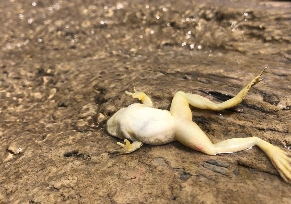 Rana pirenaica morte en Ordesa pendant épisode chaud