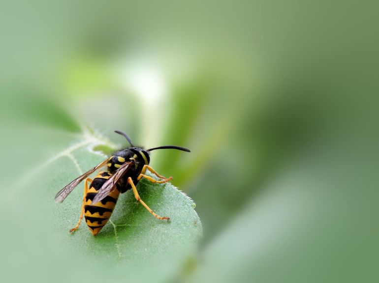 Identification de l'insecte après la phase aiguë