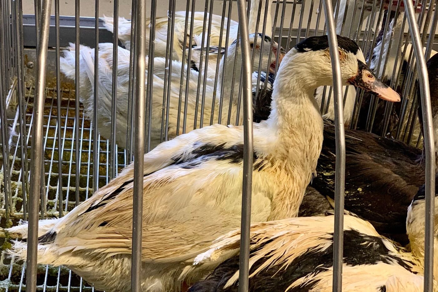 Vue d'un élevage de canards touché par la grippe aviaire