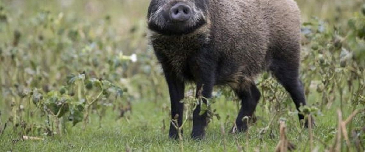 Vitrine d'une boulangerie endommagée par un sanglier