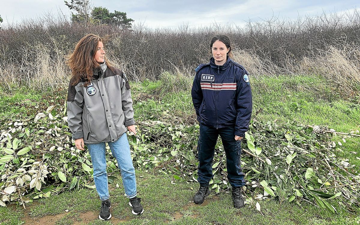 Dépôts de déchets verts près du Conservatoire du littoral, Trégunc
