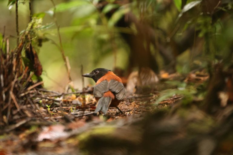 The hooded pitohui (Pitohui dichrous) in Arfak mountain, West Papua
