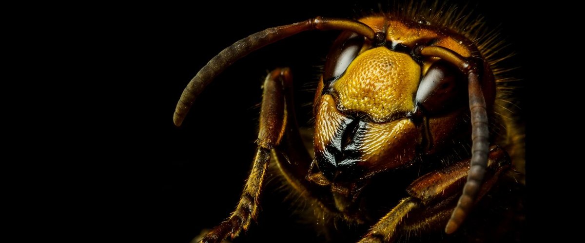 Père et fils victimes d'une attaque de frelons asiatiques en Laos