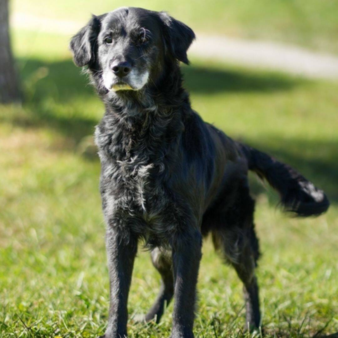 Portrait de Madeleine, croisée Golden Retriever, 11 ans